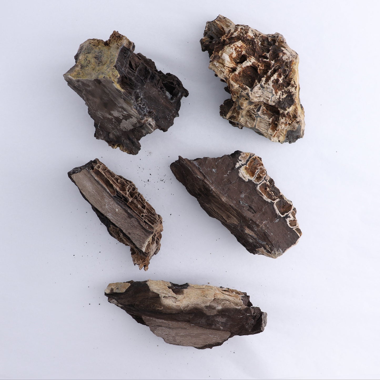 Permineralized Wood Flat of 5 - Expert Wholesale and Supplier of Wholesale Crystals & Bulk Gemstones, ["Indonesia","Permineralized Wood"]