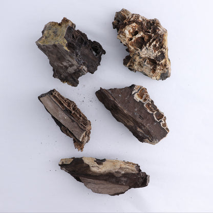 Permineralized Wood Flat of 5 - Expert Wholesale and Supplier of Wholesale Crystals & Bulk Gemstones, ["Indonesia","Permineralized Wood"]