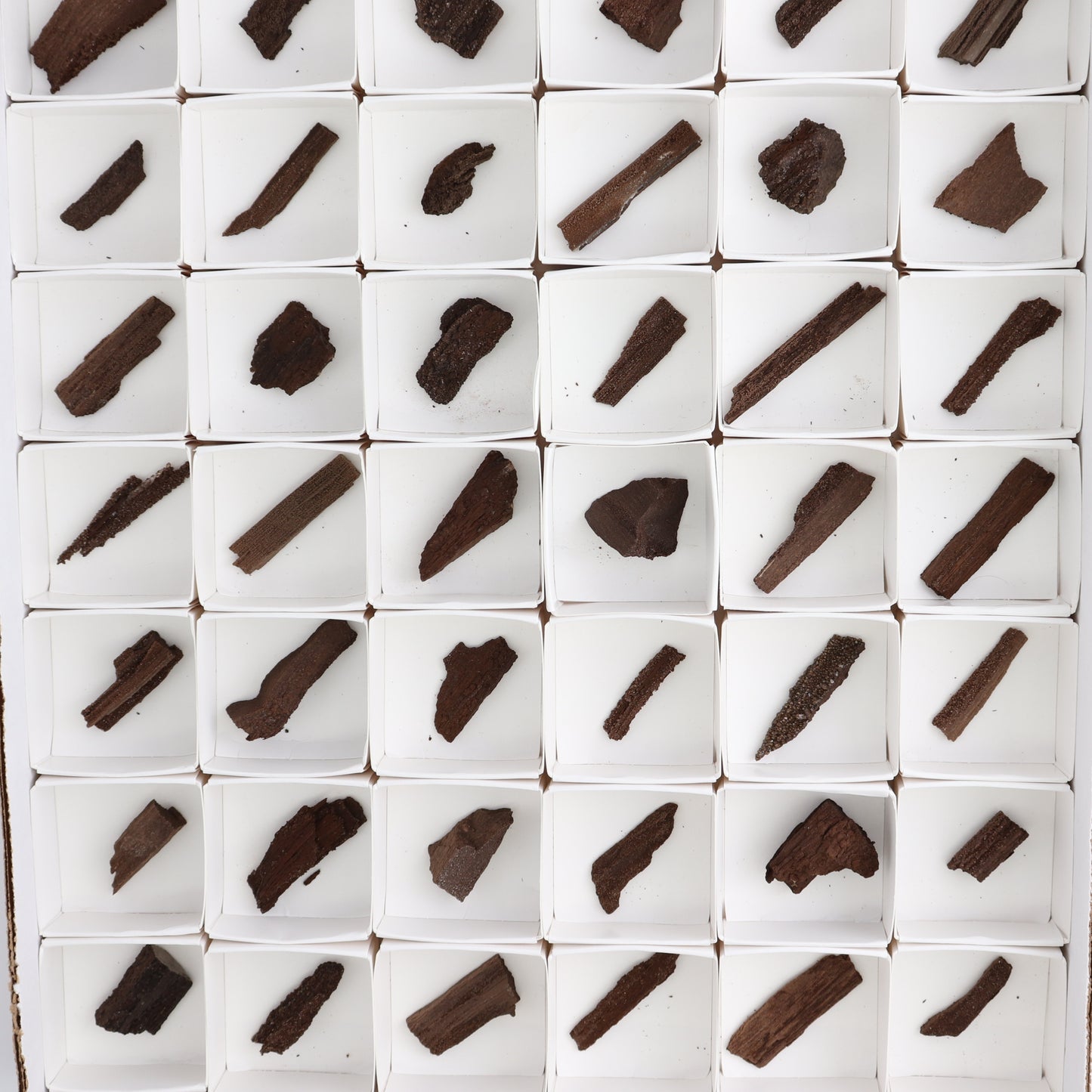 Permineralized Wood Flat of 54