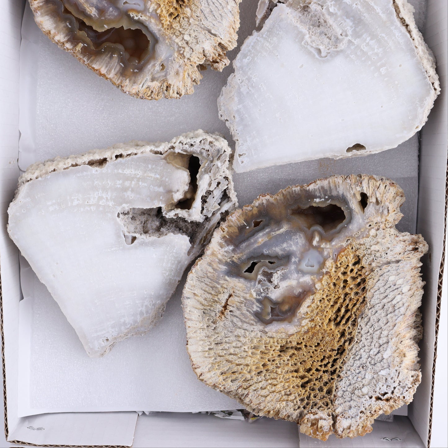 Agatized Coral Flat - Expert Wholesale and Supplier of Wholesale Crystals & Bulk Gemstones, ["Agate","Agatized Coral","Coral","United States"]