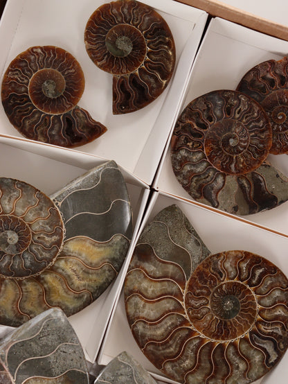 Ammonite Pairs Set of 4