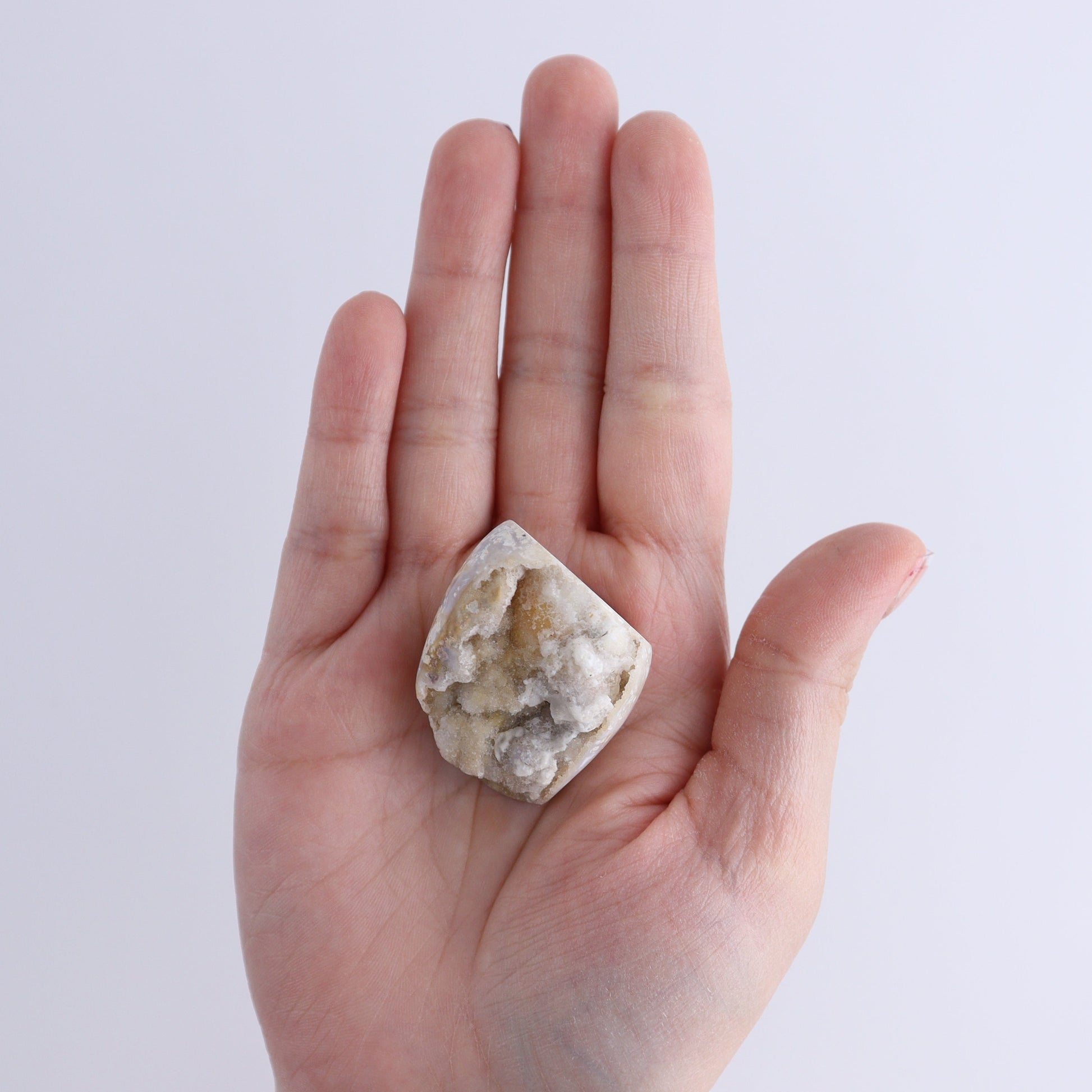 Crystalized Shells Set of 12 - Expert Wholesale and Supplier of Wholesale Crystals & Bulk Gemstones, ["Crystalized Shell","India","shell","shells"]