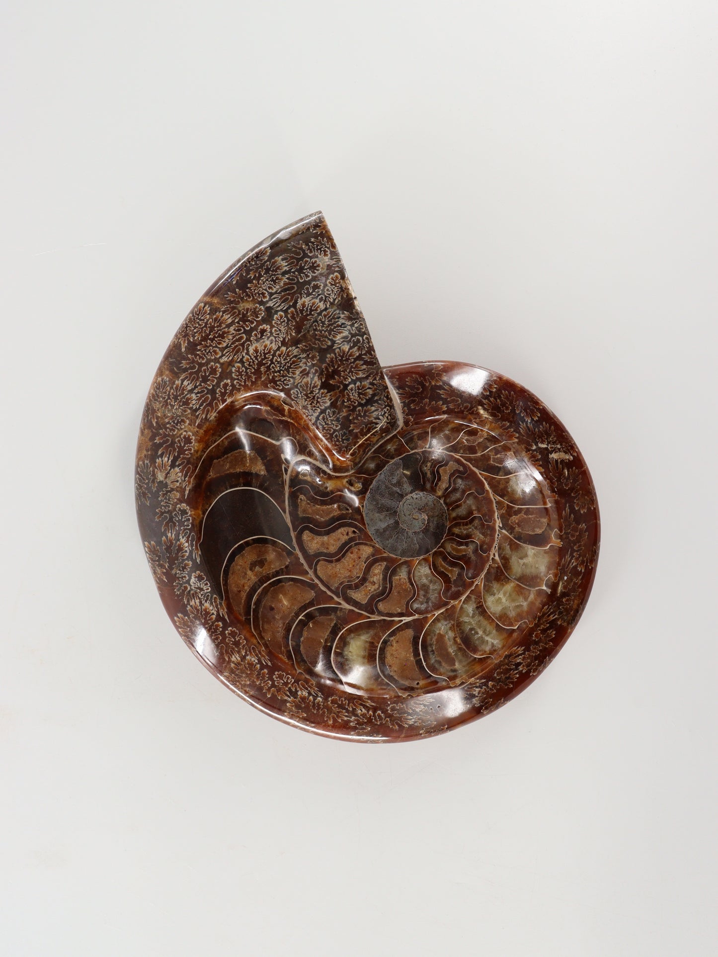 Ammonite Bowl - Expert Wholesale and Supplier of Wholesale Crystals & Bulk Gemstones, []