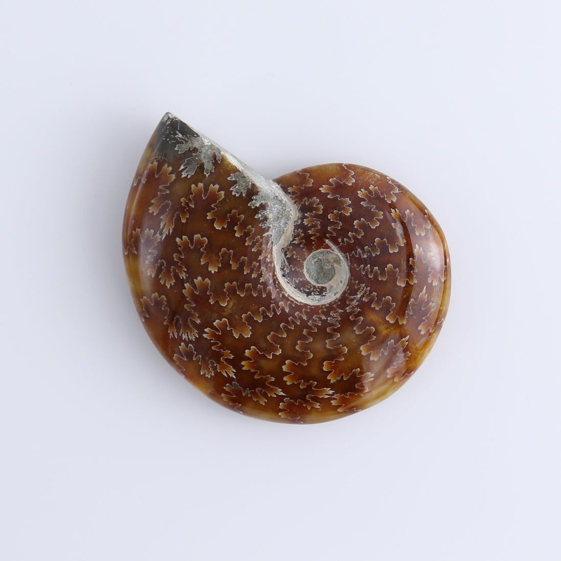 Ammonite Shells Set of 5