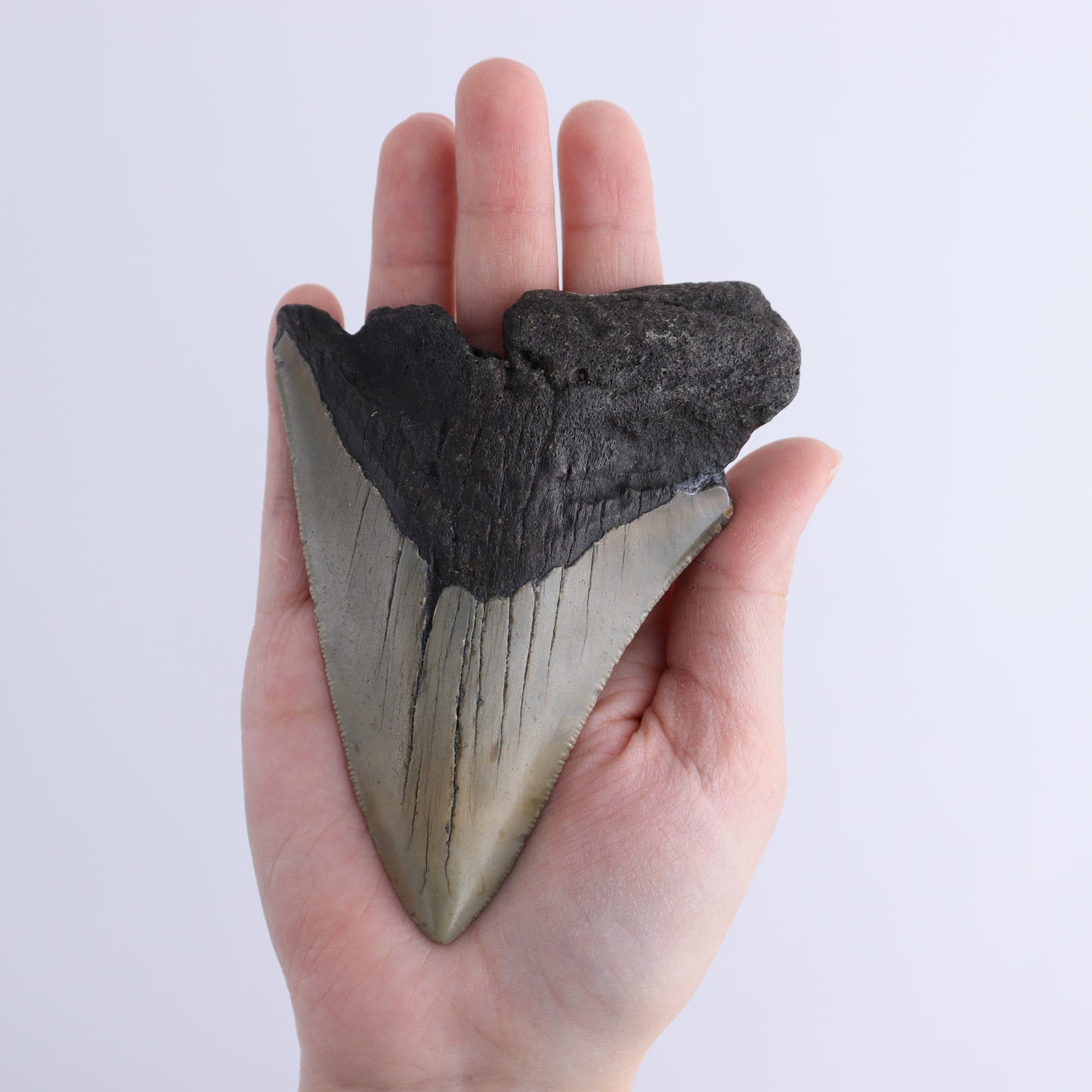 Megalodon Teeth Set of 2 - Expert Wholesale and Supplier of Wholesale Crystals & Bulk Gemstones, ["Megalodon Teeth","United States"]