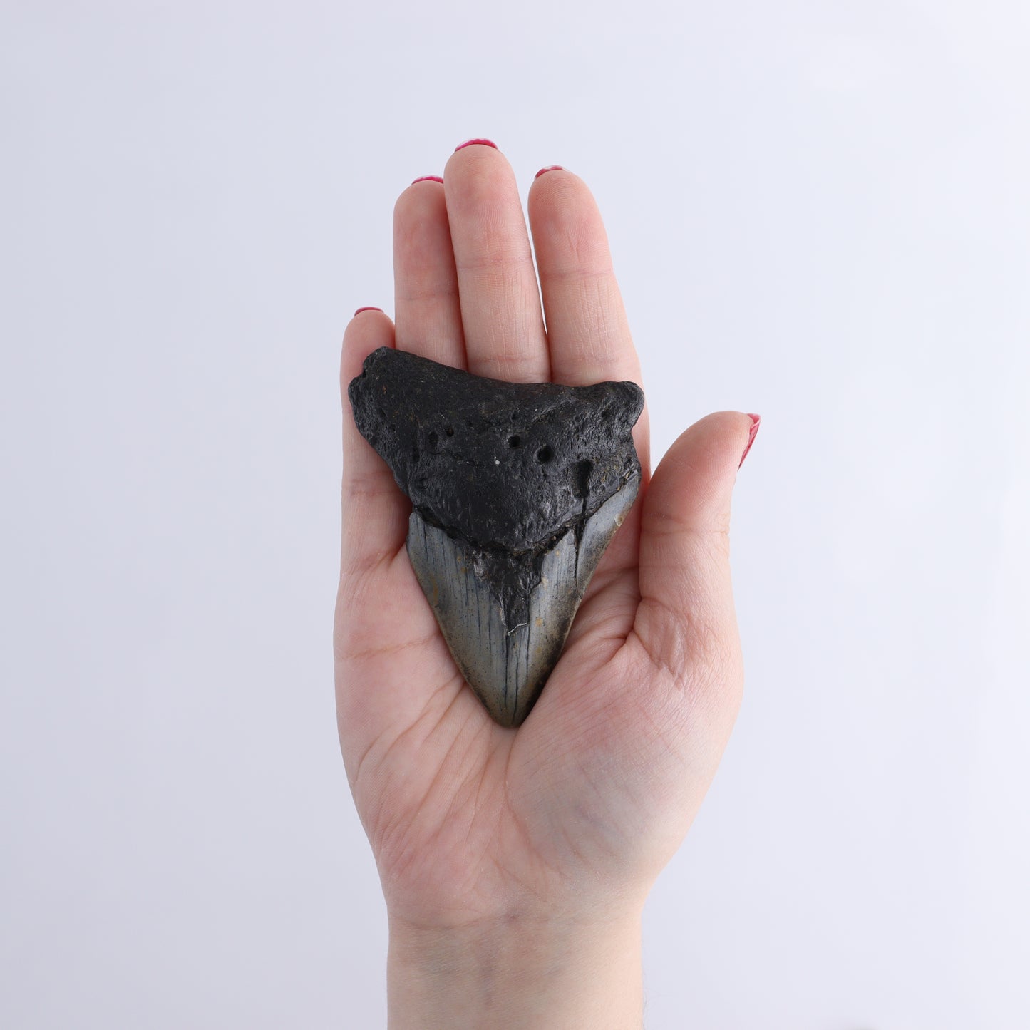 Megalodon Teeth Set of 6 - Expert Wholesale and Supplier of Wholesale Crystals & Bulk Gemstones, ["Megalodon Teeth","United States"]