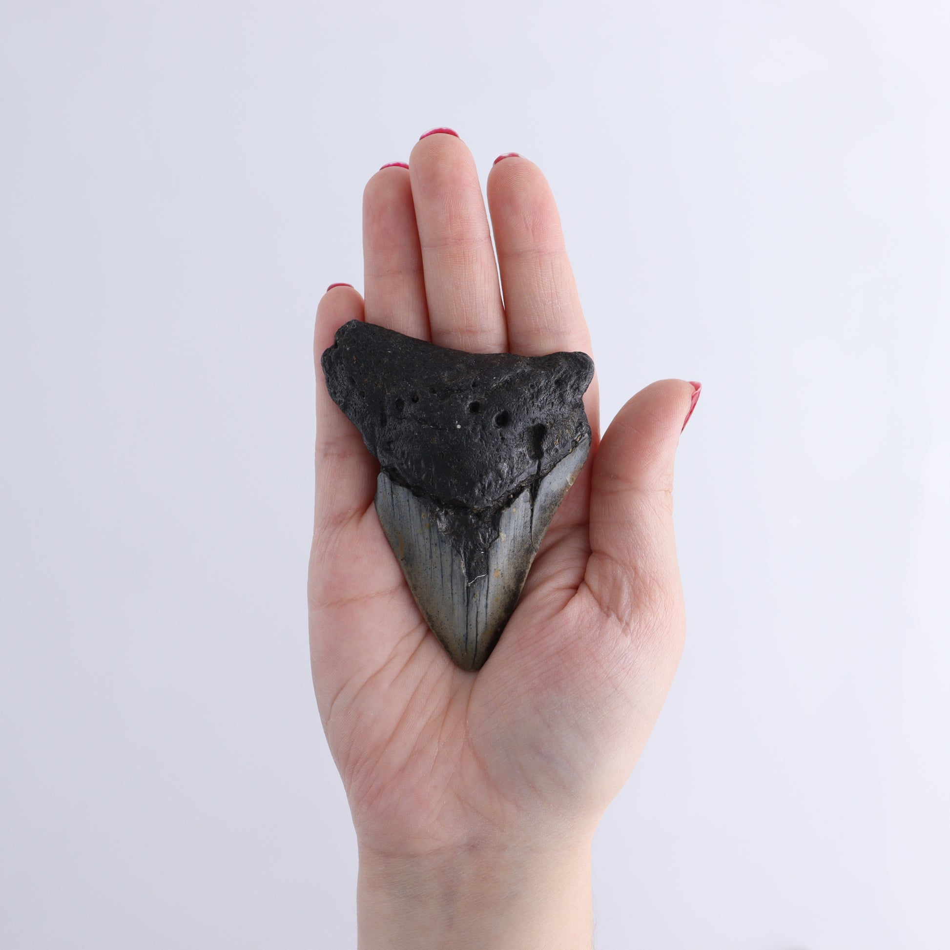 Megalodon Teeth Set of 6 - Expert Wholesale and Supplier of Wholesale Crystals & Bulk Gemstones, ["Megalodon Teeth","United States"]