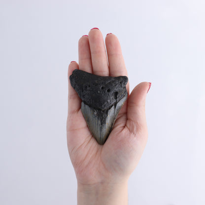 Megalodon Teeth Set of 6 - Expert Wholesale and Supplier of Wholesale Crystals & Bulk Gemstones, ["Megalodon Teeth","United States"]