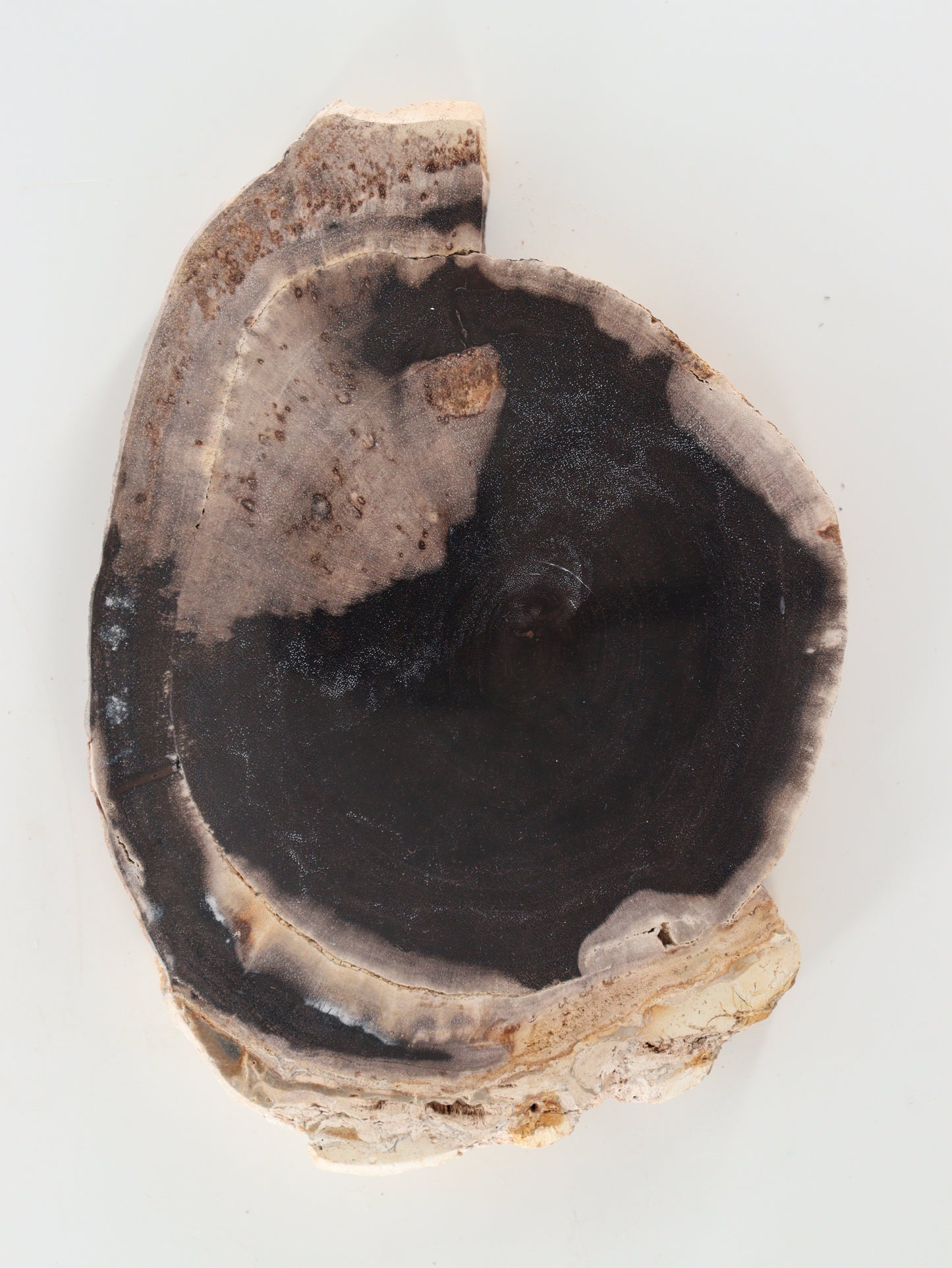Petrified Wood Slices and Slabs Set of 2 - Expert Wholesale and Supplier of Wholesale Crystals & Bulk Gemstones, []