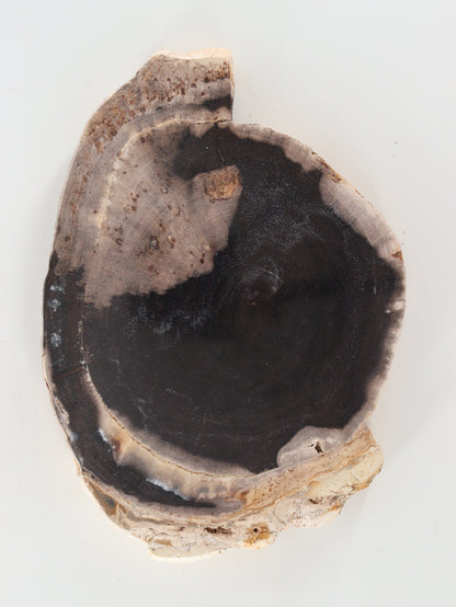 Petrified Wood Slices and Slabs Set of 2 - Expert Wholesale and Supplier of Wholesale Crystals & Bulk Gemstones, []