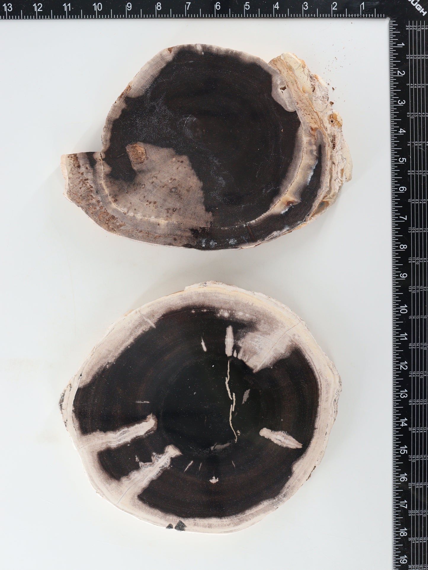 Petrified Wood Slices and Slabs Set of 2 - Expert Wholesale and Supplier of Wholesale Crystals & Bulk Gemstones, []
