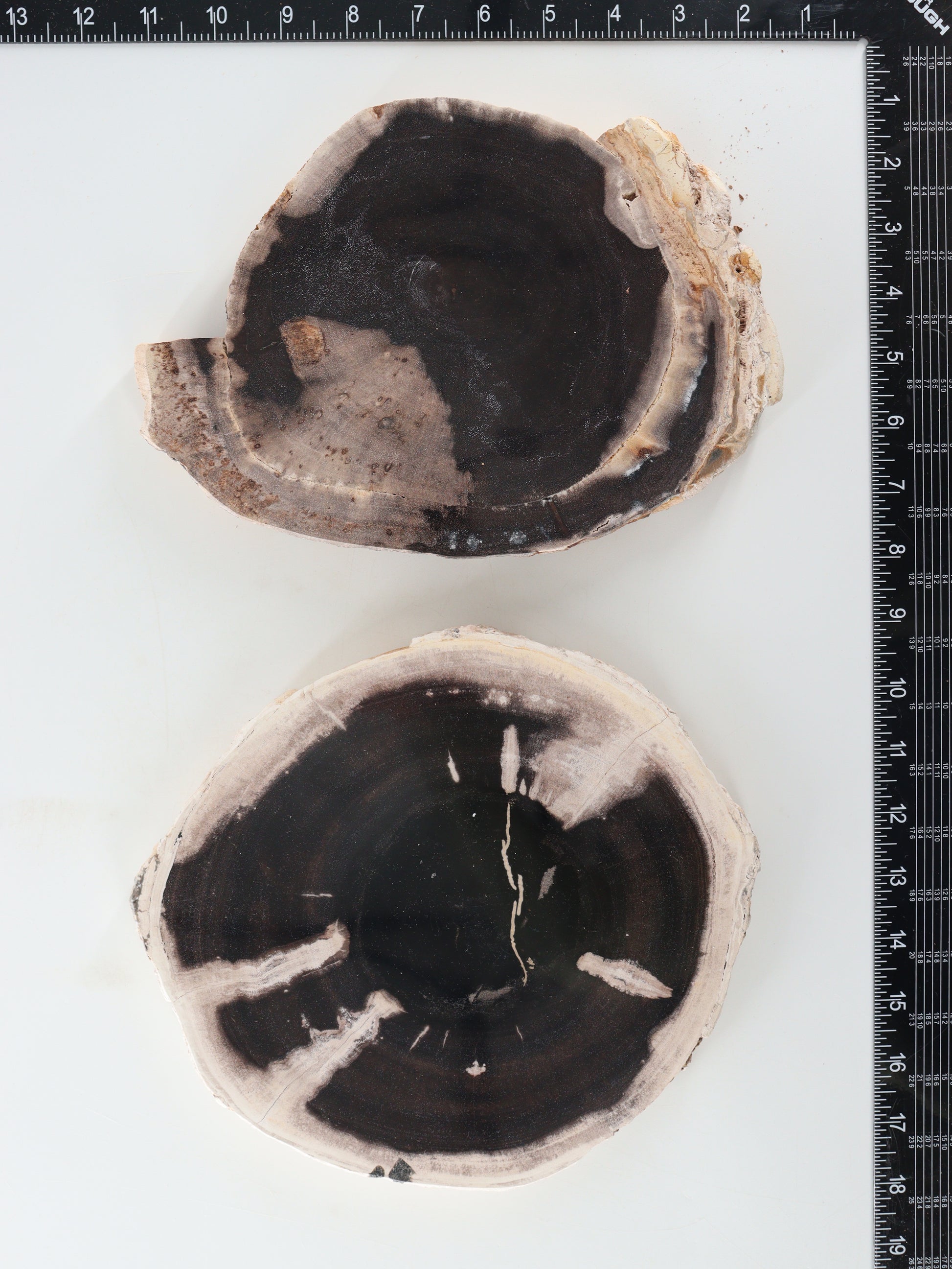 Petrified Wood Slices and Slabs Set of 2 - Expert Wholesale and Supplier of Wholesale Crystals & Bulk Gemstones, []