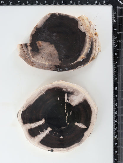 Petrified Wood Slices and Slabs Set of 2 - Expert Wholesale and Supplier of Wholesale Crystals & Bulk Gemstones, []