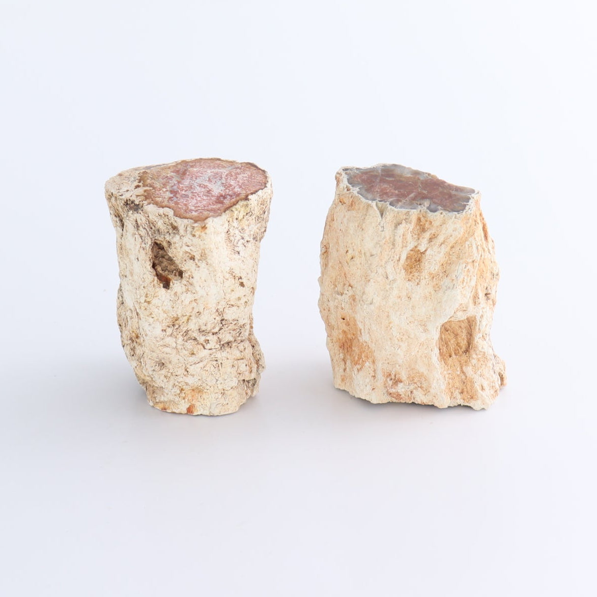 Petrified Wood Cut Bases Set of 8