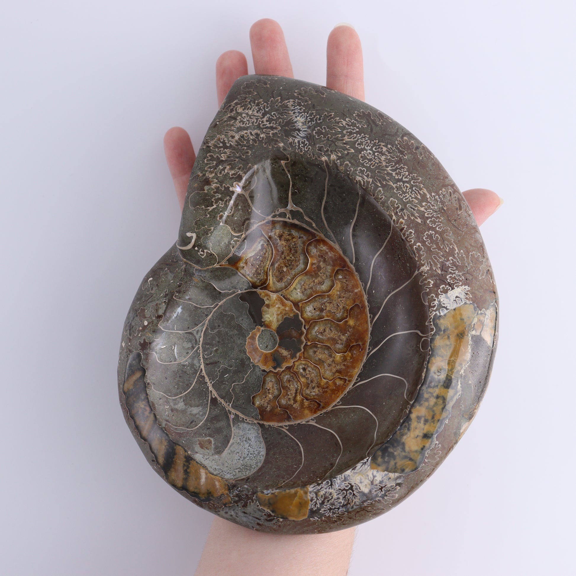Ammonite Bowls Set of 2 - Expert Wholesale and Supplier of Wholesale Crystals & Bulk Gemstones, ["Ammonite","close_30","Madagascar","shells"]