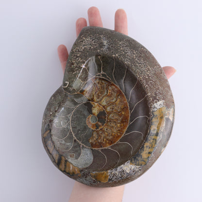Ammonite Bowls Set of 2 - Expert Wholesale and Supplier of Wholesale Crystals & Bulk Gemstones, ["Ammonite","close_30","Madagascar","shells"]