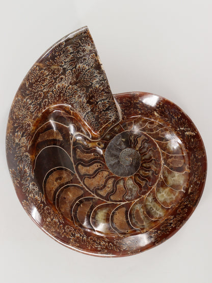 Ammonite Bowl - Expert Wholesale and Supplier of Wholesale Crystals & Bulk Gemstones, []