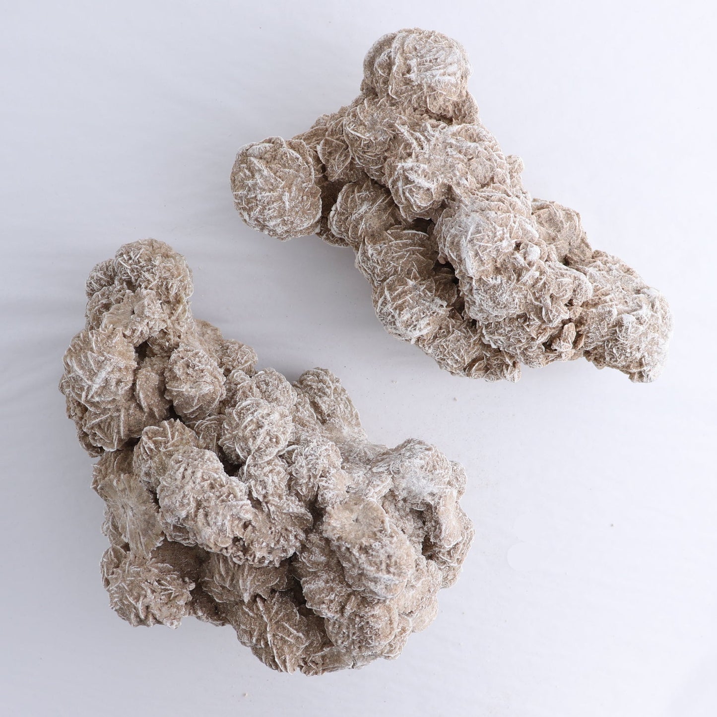 Desert Rose Set of 2
