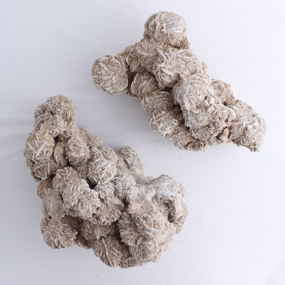 Desert Rose Set of 2