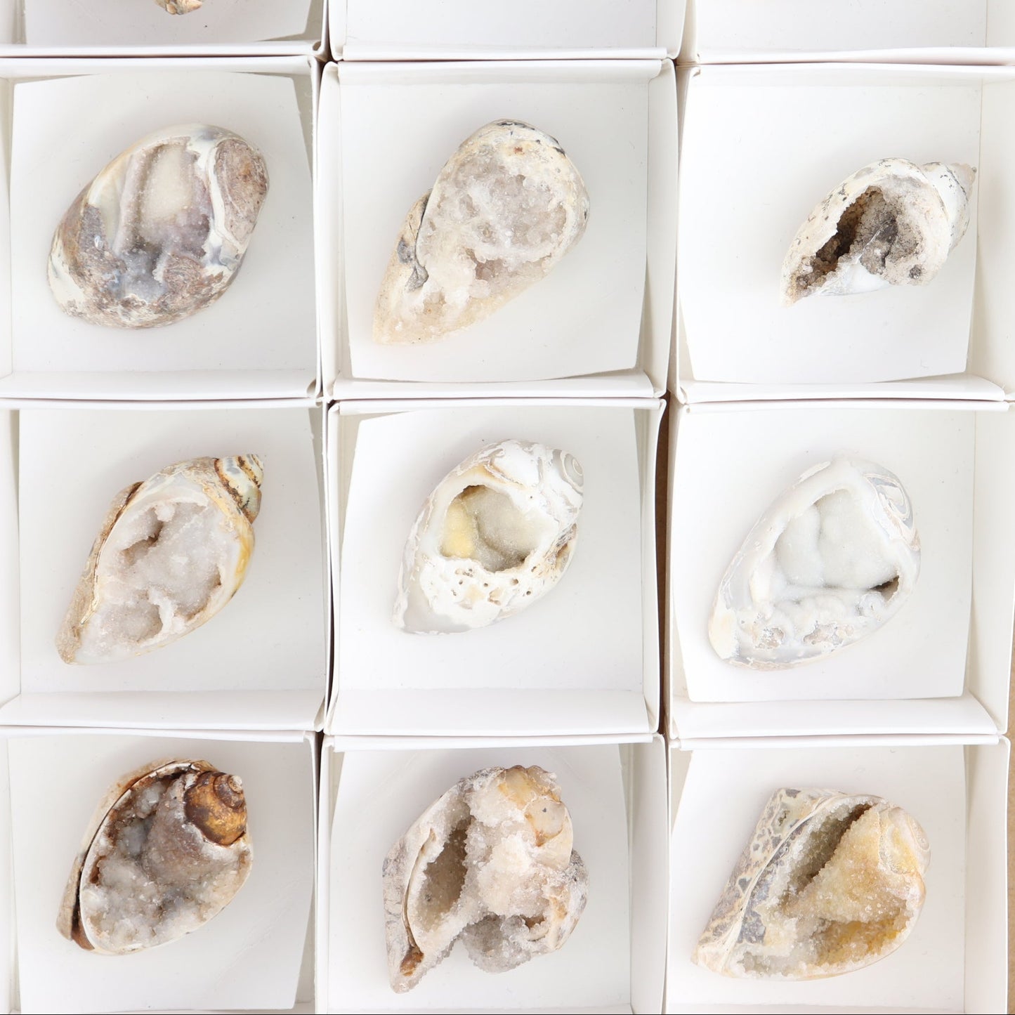 Crystalized Shells Set of 15