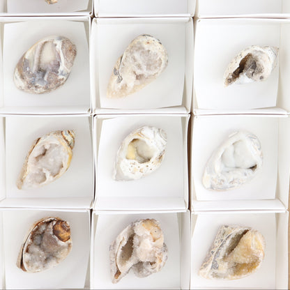 Crystalized Shells Set of 15