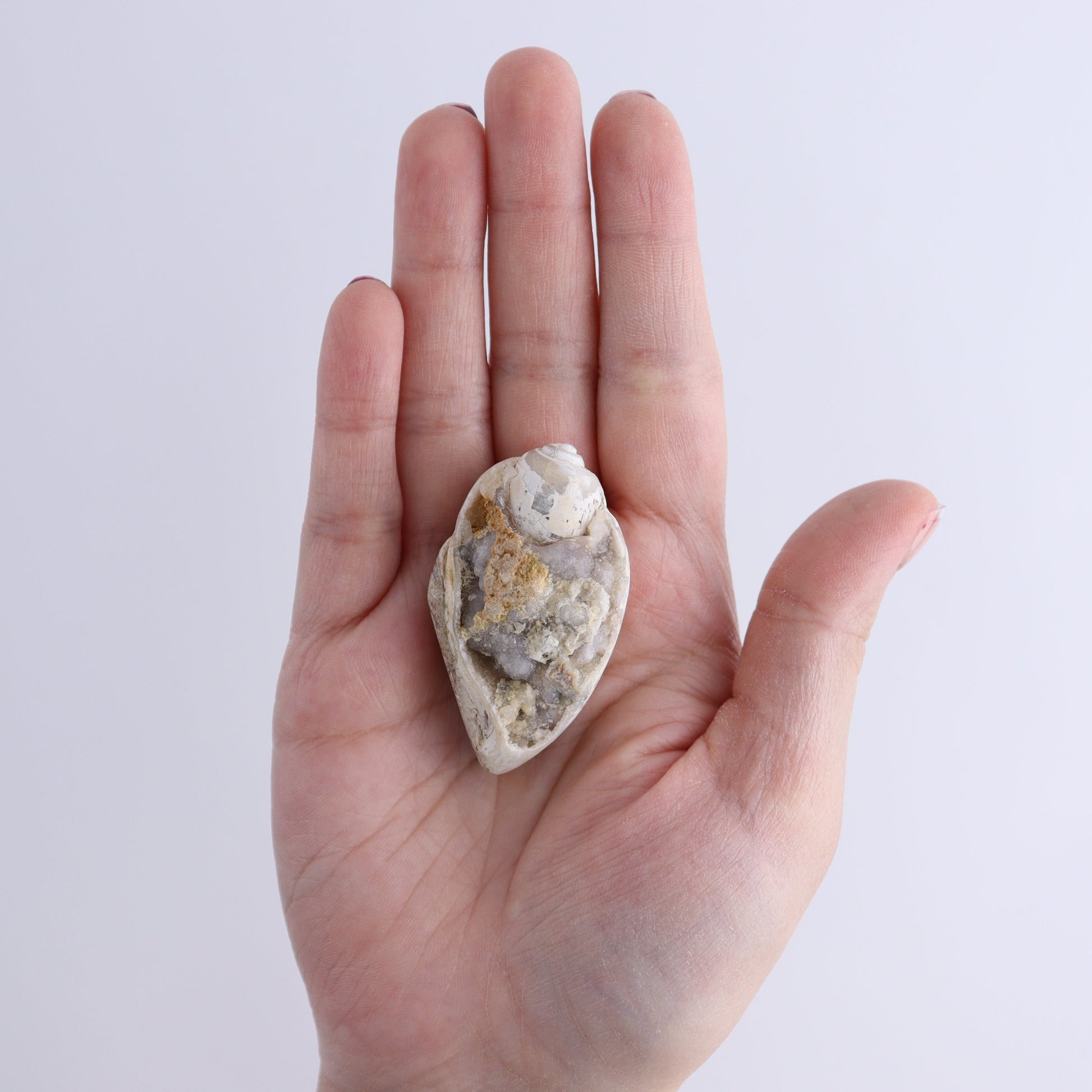 Crystalized Shells Set of 12 - Expert Wholesale and Supplier of Wholesale Crystals & Bulk Gemstones, ["Crystalized Shell","India","shell","shells"]