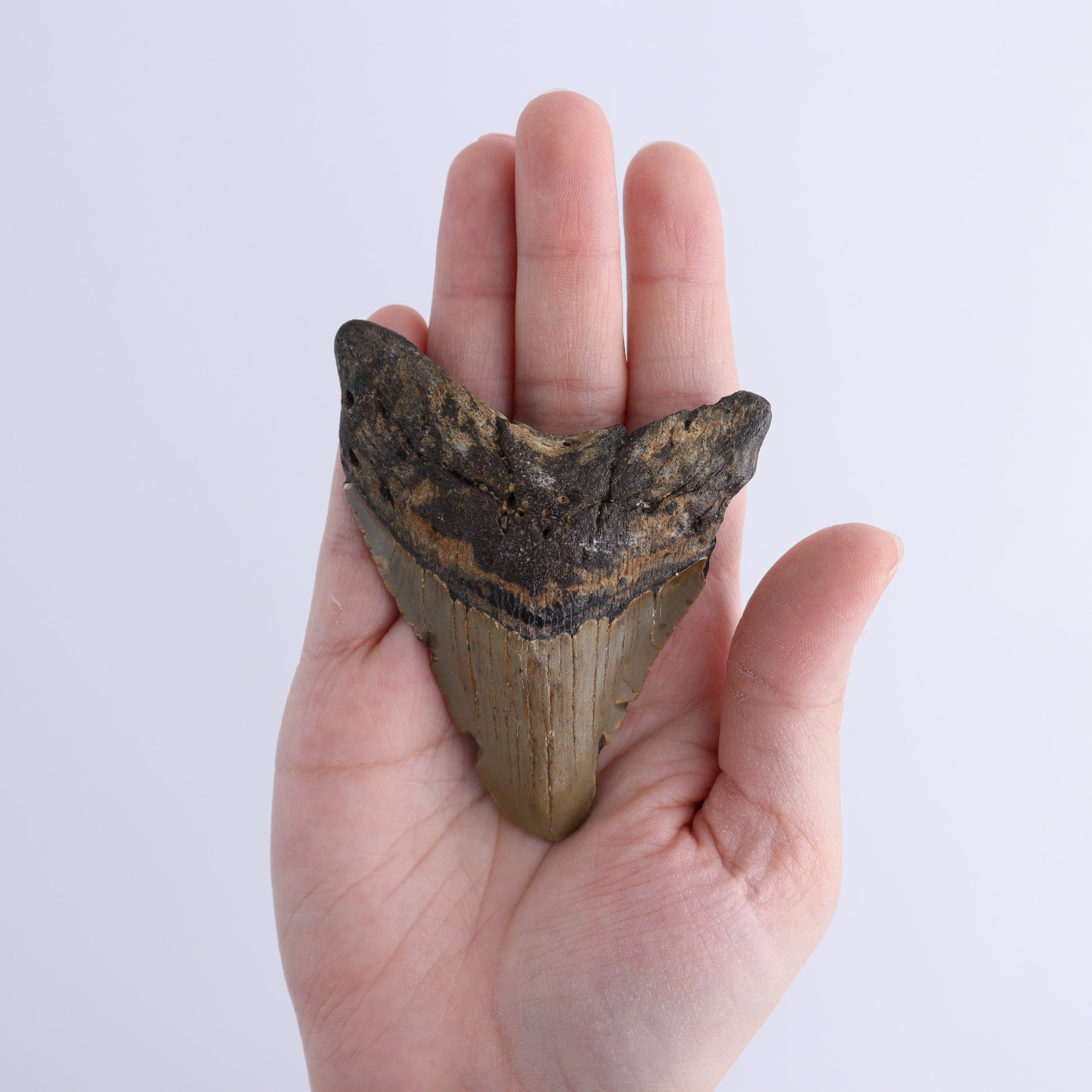 Megalodon Teeth Set of 2 - Expert Wholesale and Supplier of Wholesale Crystals & Bulk Gemstones, ["Megalodon Teeth","United States"]