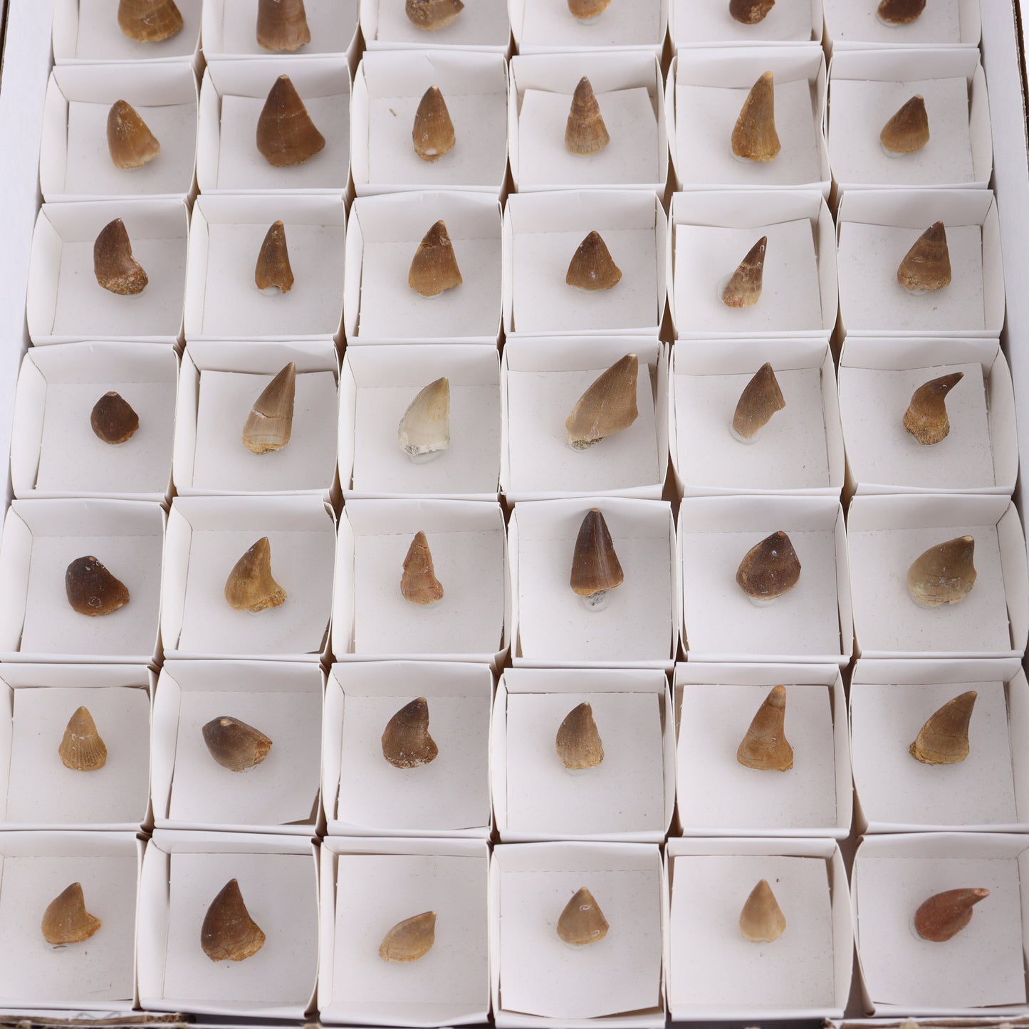 Mosasaur Teeth Set of 54 (Repaired) - Expert Wholesale and Supplier of Wholesale Crystals & Bulk Gemstones, ["Morocco","Mosasaur Teeth"]