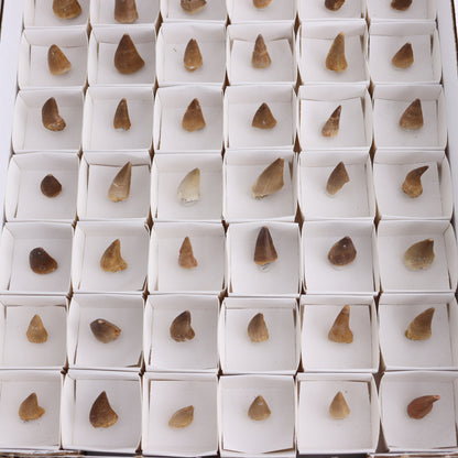 Mosasaur Teeth Set of 54 (Repaired) - Expert Wholesale and Supplier of Wholesale Crystals & Bulk Gemstones, ["Morocco","Mosasaur Teeth"]