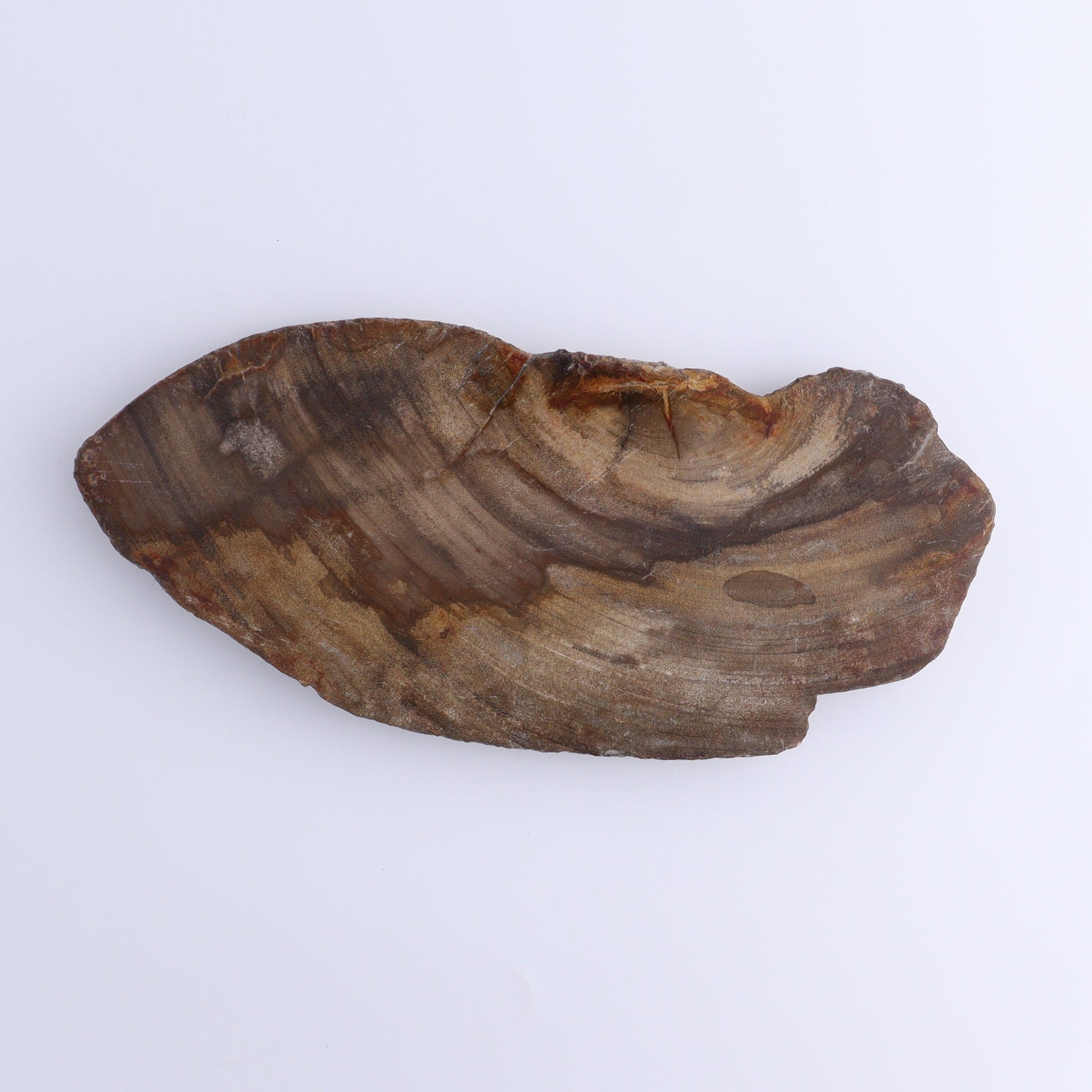 Petrified Wood Slices & Slabs Set of 4 - Expert Wholesale and Supplier of Wholesale Crystals & Bulk Gemstones, ["Freeforms","Indonesia","Petrified Wood","Slices and Slabs"]