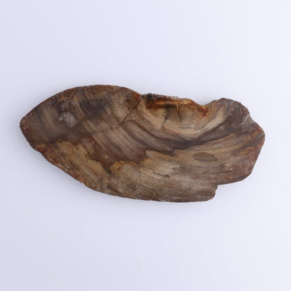 Petrified Wood Slices & Slabs Set of 4 - Expert Wholesale and Supplier of Wholesale Crystals & Bulk Gemstones, ["Freeforms","Indonesia","Petrified Wood","Slices and Slabs"]