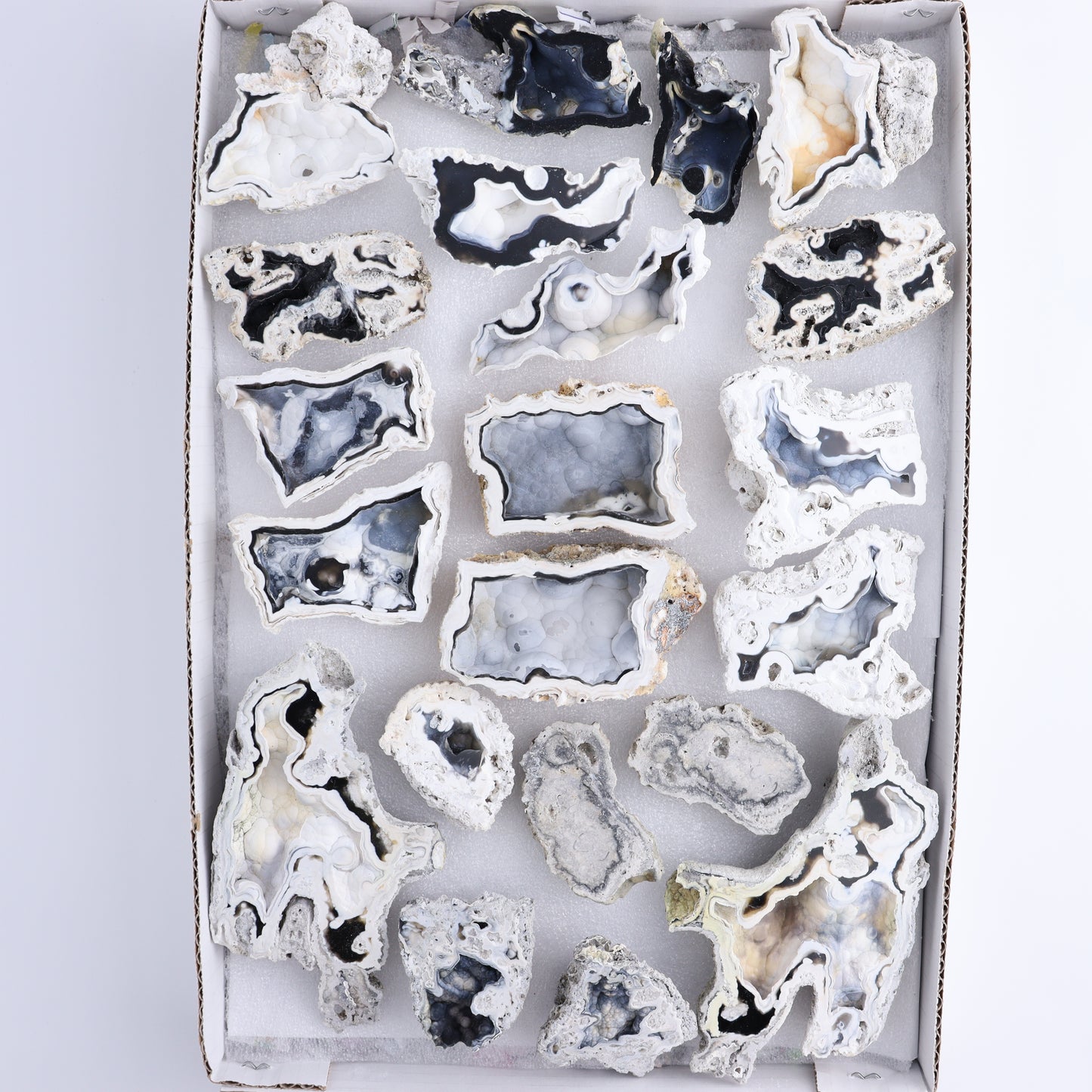 Agatized Coral Flat - Expert Wholesale and Supplier of Wholesale Crystals & Bulk Gemstones, ["Agate","Agatized Coral","Coral","United States"]