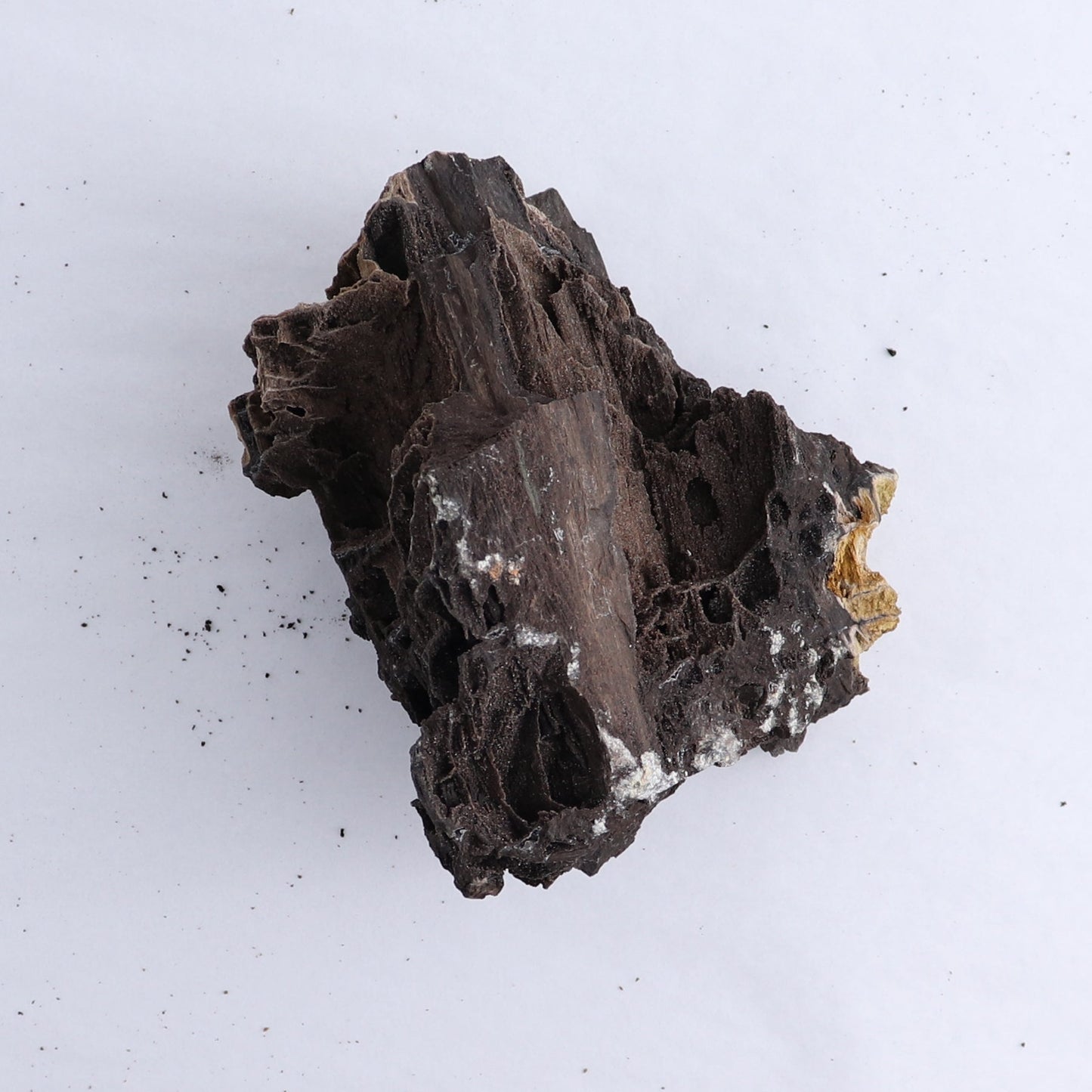 Permineralized Wood Flat of 5 - Expert Wholesale and Supplier of Wholesale Crystals & Bulk Gemstones, ["Indonesia","Permineralized Wood"]