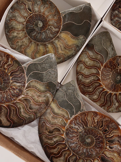 Ammonite Pairs Set of 4