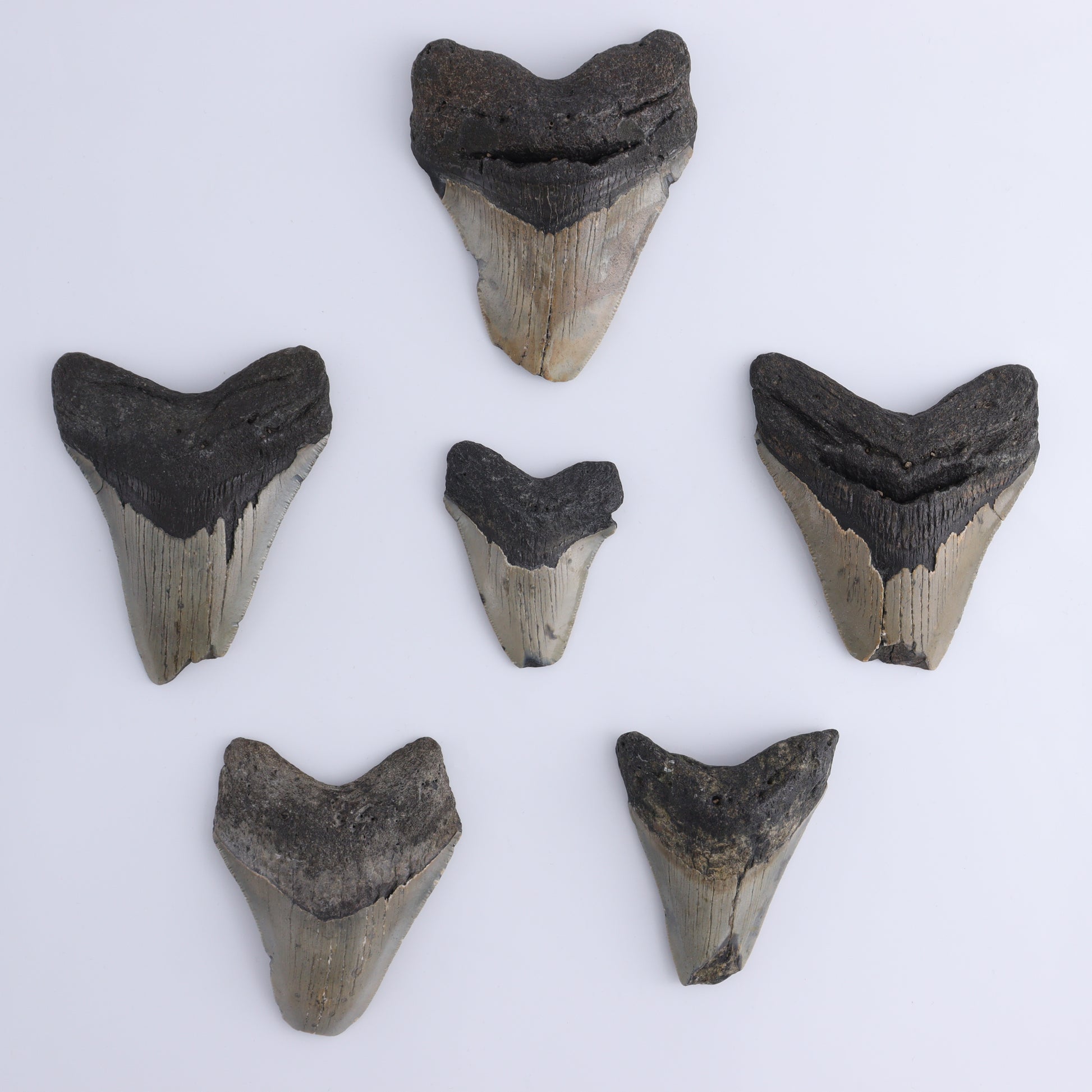 Megalodon Teeth Set of 6 - Expert Wholesale and Supplier of Wholesale Crystals & Bulk Gemstones, ["Megalodon Teeth","United States"]