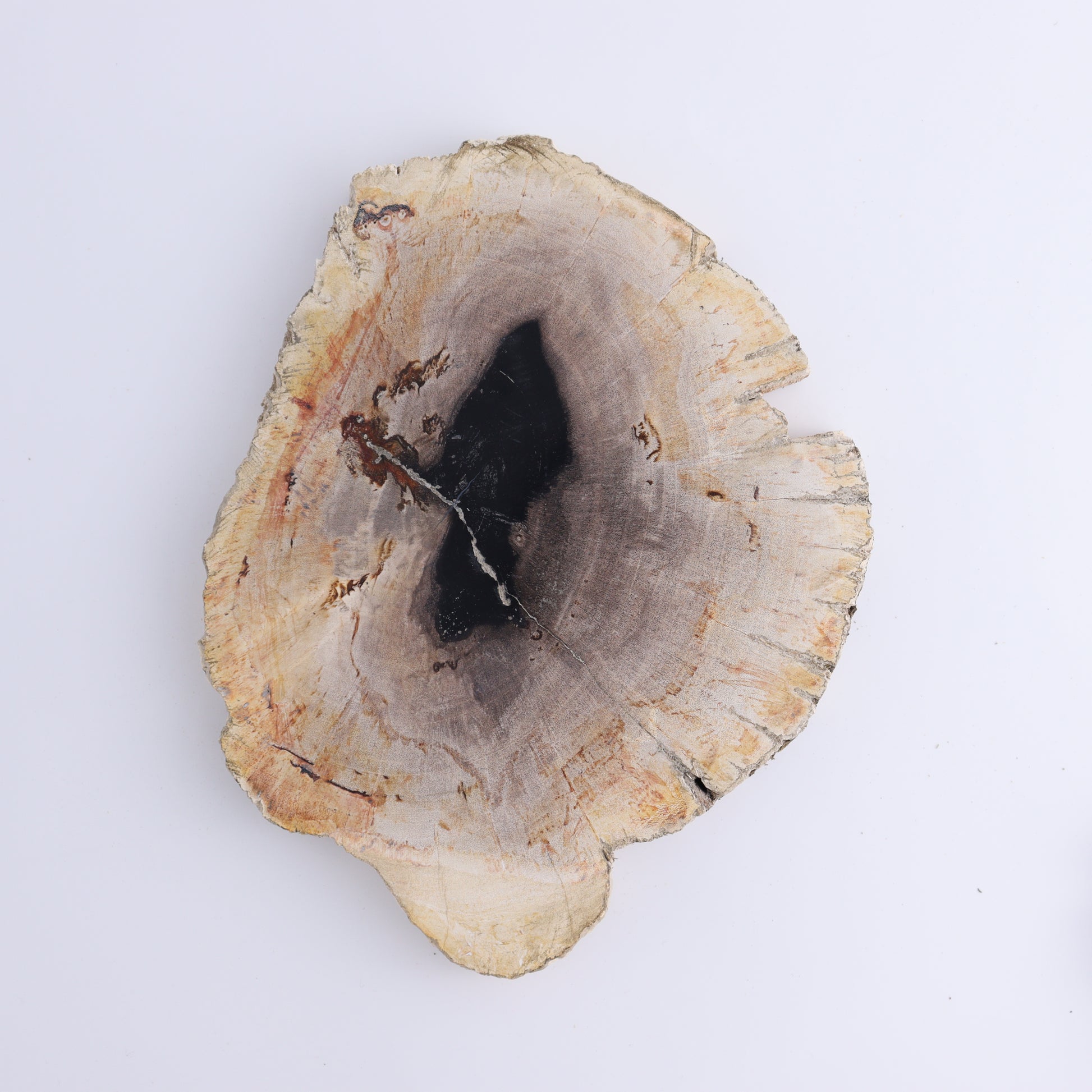 Petrified Wood Slices & Slabs Set of 3 - Expert Wholesale and Supplier of Wholesale Crystals & Bulk Gemstones, ["Freeforms","Indonesia","Petrified Wood","Slices and Slabs"]