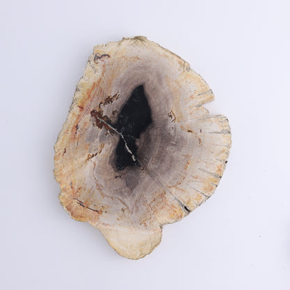 Petrified Wood Slices & Slabs Set of 3 - Expert Wholesale and Supplier of Wholesale Crystals & Bulk Gemstones, ["Freeforms","Indonesia","Petrified Wood","Slices and Slabs"]