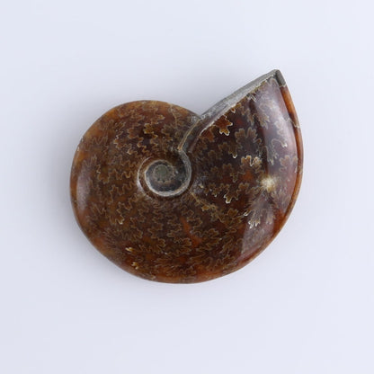 Ammonite Shells Set of 5