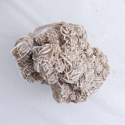 Desert Rose Flat