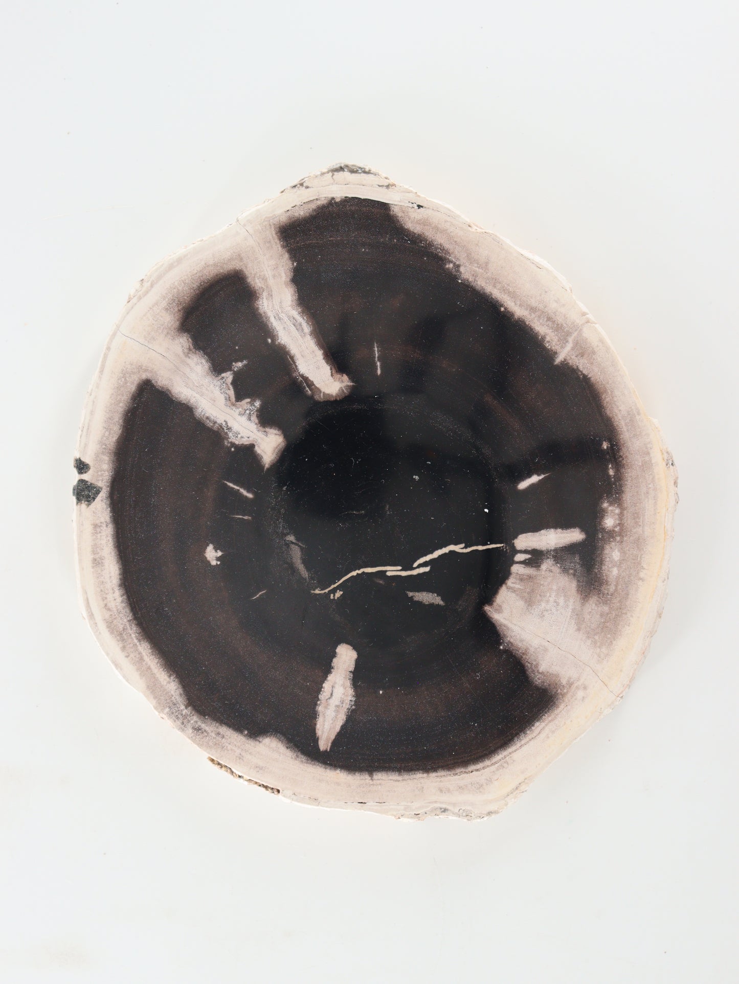 Petrified Wood Slices and Slabs Set of 2 - Expert Wholesale and Supplier of Wholesale Crystals & Bulk Gemstones, []