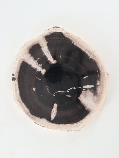 Petrified Wood Slices and Slabs Set of 2 - Expert Wholesale and Supplier of Wholesale Crystals & Bulk Gemstones, []