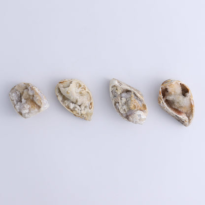 Crystalized Shells Set of 12 - Expert Wholesale and Supplier of Wholesale Crystals & Bulk Gemstones, ["Crystalized Shell","India","shell","shells"]