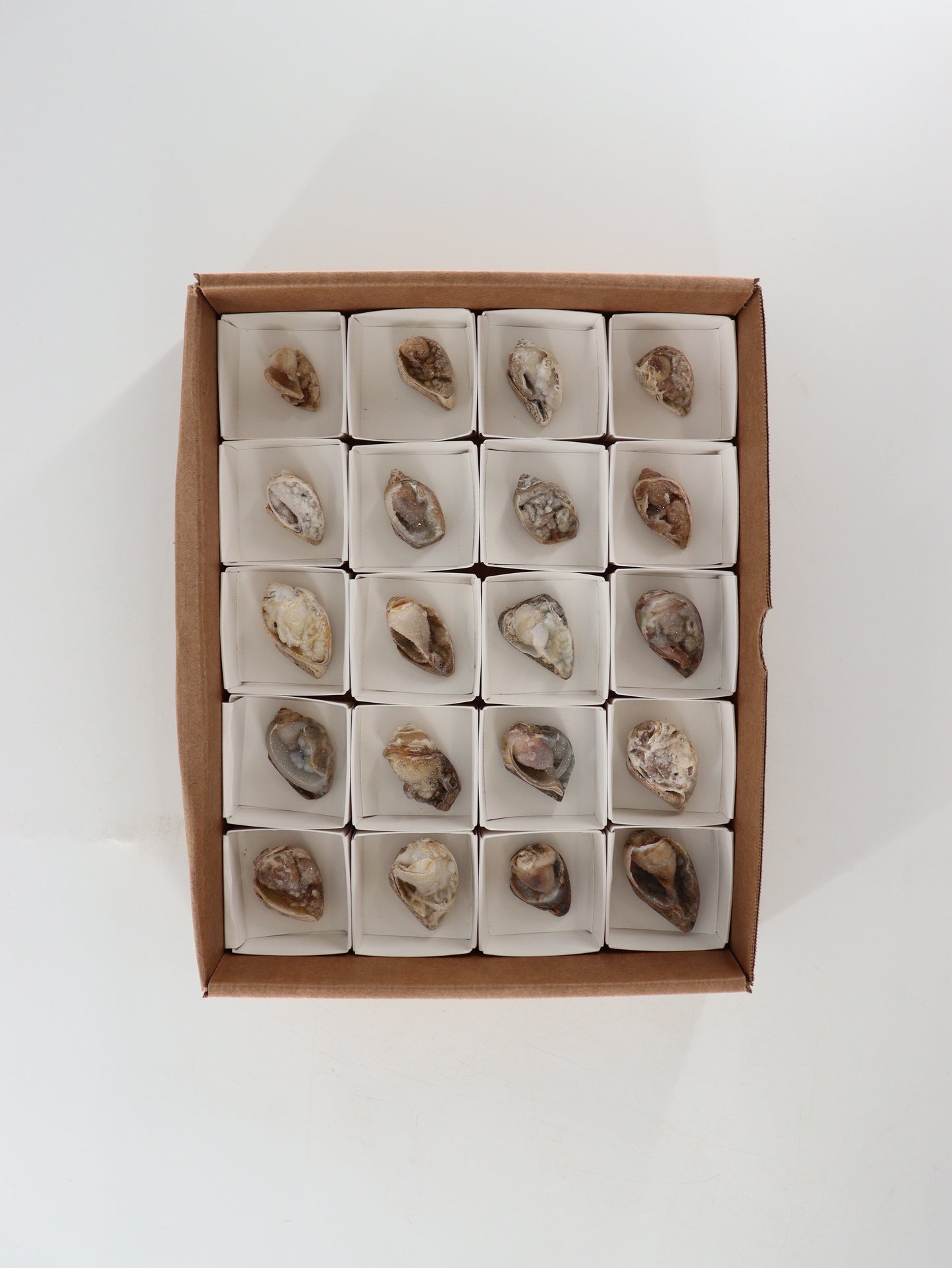Fossil Shell Flat Set of 20 - Expert Wholesale and Supplier of Wholesale Crystals & Bulk Gemstones, []