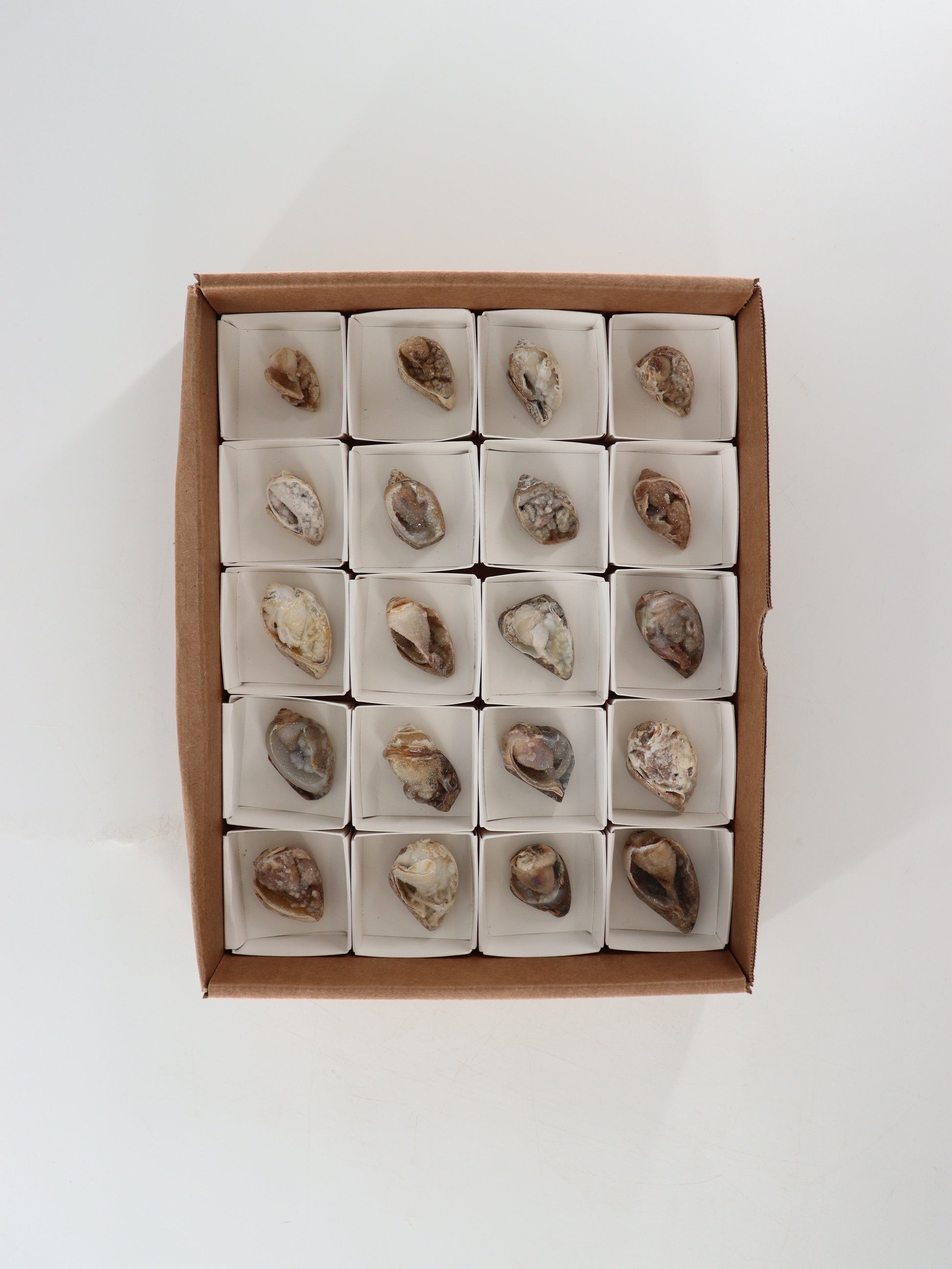 Fossil Shell Flat Set of 20 - Expert Wholesale and Supplier of Wholesale Crystals & Bulk Gemstones, []