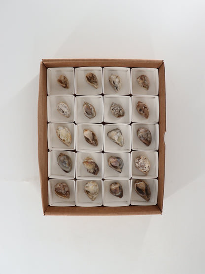 Fossil Shell Flat Set of 20 - Expert Wholesale and Supplier of Wholesale Crystals & Bulk Gemstones, []