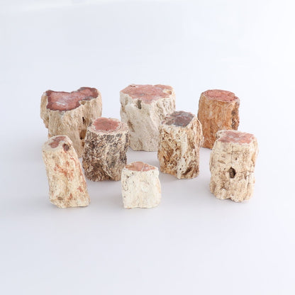 Petrified Wood Cut Bases Set of 8