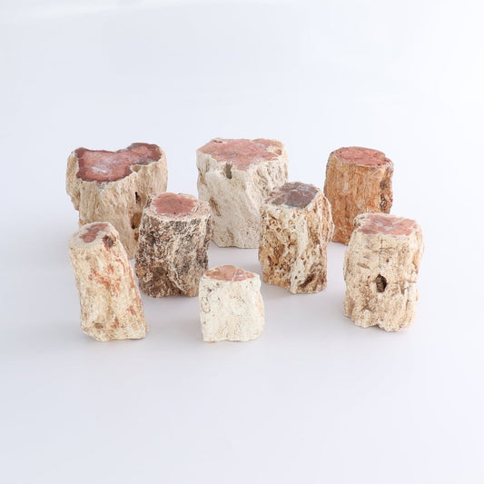 Petrified Wood Cut Bases Set of 8