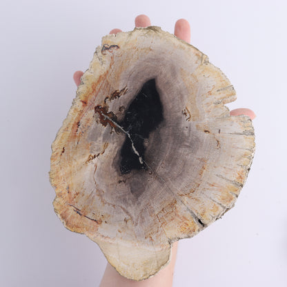 Petrified Wood Slices & Slabs Set of 3 - Expert Wholesale and Supplier of Wholesale Crystals & Bulk Gemstones, ["Freeforms","Indonesia","Petrified Wood","Slices and Slabs"]