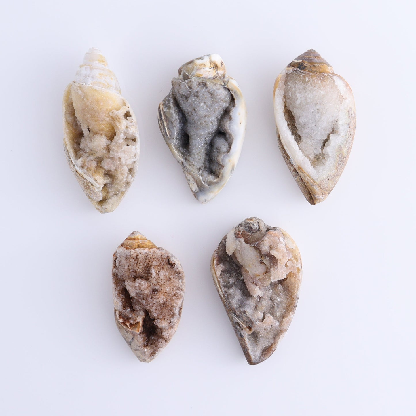 Crystalized Shells Set of 5 - Expert Wholesale and Supplier of Wholesale Crystals & Bulk Gemstones, ["Crystalized Shell","India","shell","shells"]