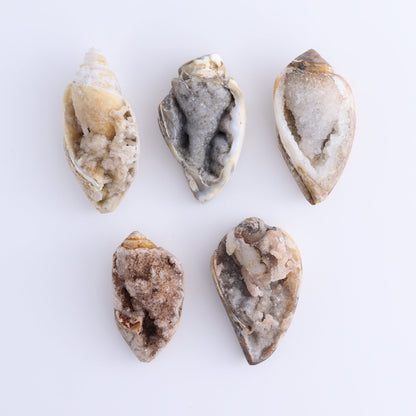 Crystalized Shells Set of 5 - Expert Wholesale and Supplier of Wholesale Crystals & Bulk Gemstones, ["Crystalized Shell","India","shell","shells"]